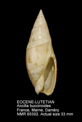 EOCENE-LUTETIAN Ancilla buccinoides.jpg - EOCENE-LUTETIANAncilla buccinoides(Lamarck,1803)